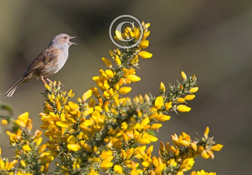 Dunnock DM1784